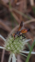 Cylindromyia rufifrons