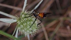 Cylindromyia rufifrons
