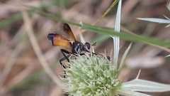 Cylindromyia rufifrons