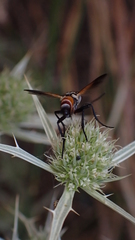 Cylindromyia rufifrons