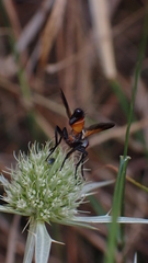 Cylindromyia rufifrons