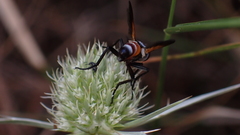 Cylindromyia rufifrons