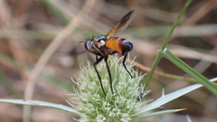 Cylindromyia rufifrons