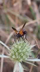 Cylindromyia rufifrons