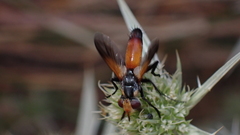 Cylindromyia rufifrons