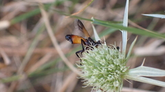 Cylindromyia rufifrons