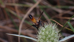 Cylindromyia rufifrons