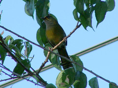 Liocichla steerii