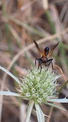 Cylindromyia rufifrons