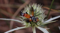 Cylindromyia rufifrons