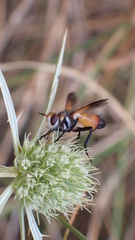 Cylindromyia rufifrons