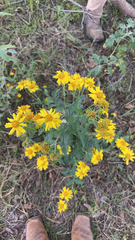 Verbesina encelioides