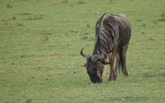 Connochaetes taurinus mearnsi