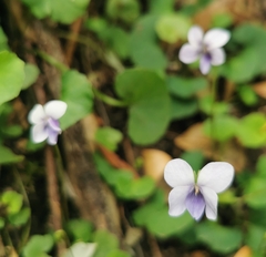 Viola silicestris