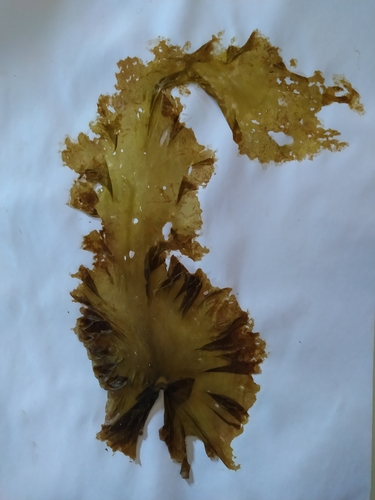 Pyropia columbina observed 2022-11-21
