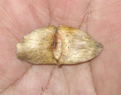 Terminalia oblonga