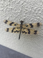 Rhyothemis graphiptera