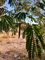 Albizia lebbeck