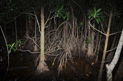 Rhizophora