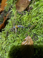 Pleurodelinae