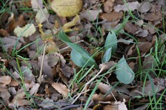 Cynoglossum cheirifolium