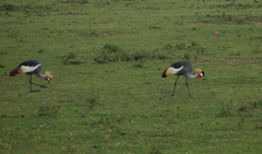 Balearica regulorum