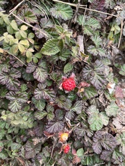 Rubus nepalensis