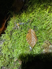 Pleurodelinae