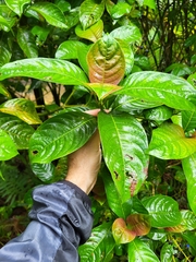 Palicourea brachiata