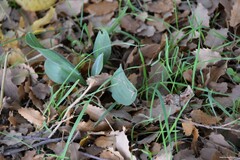 Cynoglossum cheirifolium