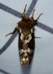 Korscheltellus gracilis