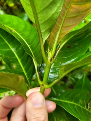 Palicourea brachiata