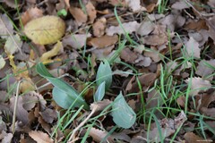 Cynoglossum cheirifolium