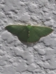 Nemoria lixaria