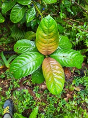 Palicourea brachiata
