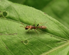 Pseudomyrmex tenuis