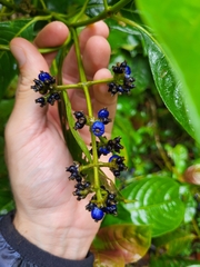 Palicourea brachiata