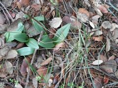 Ophrys speculum