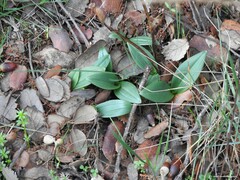 Ophrys speculum