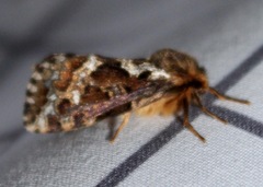 Korscheltellus gracilis