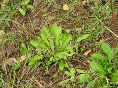 Taraxacum obovatum