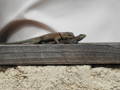 Sceloporus jarrovii