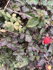 Rubus nepalensis
