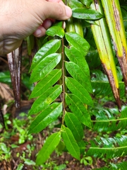 Casearia arborea