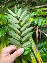 Casearia arborea