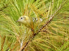 Peucedramus taeniatus