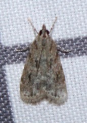 Scoparia basalis