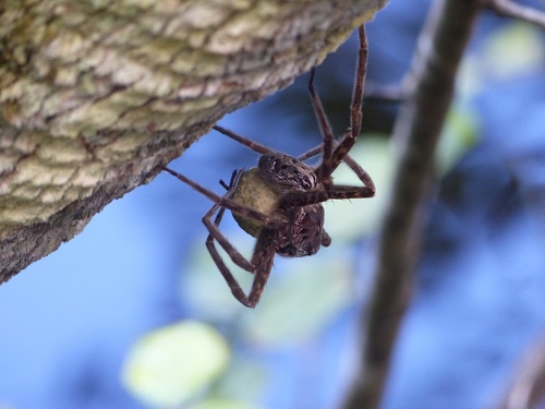 Okefenokee Fishing Spider photo 2