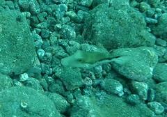 Canthigaster capistrata