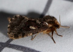 Korscheltellus gracilis